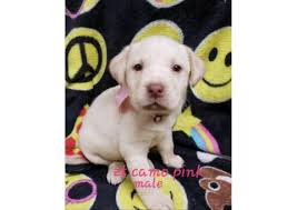 17 edinburg labrador mix puppies. Labrador Retriever Puppy For Sale By Ownerohio Puppies For Sale Near Me