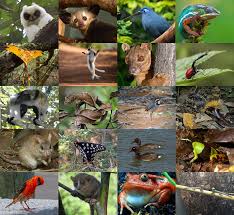 South and central america rainforest animals endemic to south and central america are jaguars, ocelots and cougars. Endemic Animals Madagascar Quiz By Mortyjsocks