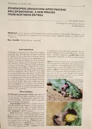 Image result for Stolzia cupuligera