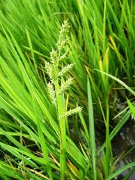 Image result for Echinochloa