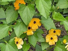 Image result for Thunbergia graminifolia
