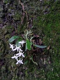 Image result for Mystacidium venosum