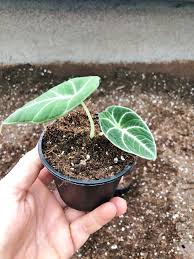 Alocasia black velvet is a pretty light feeder. Mini Alocasia Black Velvet Grunpflanzen Pflanzen Der Palmenmann