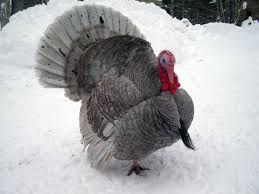 Big Birds That Look Like Turkeys Blue Slate Turkey Meyerhatchery Http Www Free Pet Wallpapers Com Birds Pet Wallpapers Turkey Birds Blue Slate Turk Turkey Bird Turkey Breeds Raising Turkeys