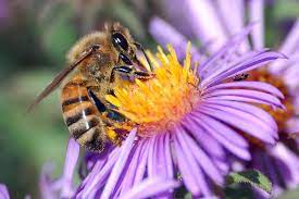 We did not find results for: Ontario To Protect Bees And Other Pollinators Starting July 1st Kawarthanow