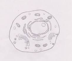 A cell is the basic unit of life. 2 3 Eukaryotic Cell Biology4ibdp