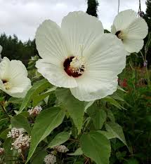 This is only true for the repeat flowering types, and if you want rose hips for their decorative value, them you will not deadhead at all. Woolly Rose Mallow Hairy Swamp Mallow White Foliage Stems Or Marked With White Almost Eden