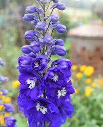 Prized By Gardeners Delphinium King Arthur Group Candle Larkspur Are Tall Perennials With Sturdy Flower Spikes D Delphinium Larkspur Flower Amazing Flowers