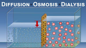 Osmosis definition at dictionary.com, a free online dictionary with pronunciation, synonyms and translation. Diffusion Osmosis And Dialysis Iqog Csic Youtube