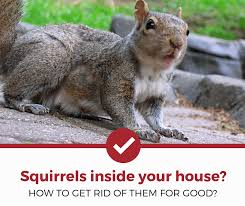 Getting Rid Of Squirrels In Your House Attics Walls Etc Pest Strategies