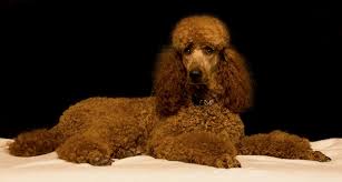 The father weighs 78 lbs while the mother weighs 55 lbs. Raspberry Woods Standard Poodles