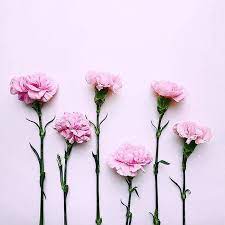Moodette Moodette Official Foto E Video Di Instagram Flower Art Flower Wallpaper Beautiful Flowers