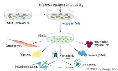 iPSC Lineage Reprogramming Profile, AI generated