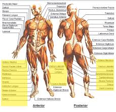 legs and glutes exercises