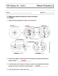 Maybe you would like to learn more about one of these? Mitosis Worksheet Answers Fill Online Printable Fillable Blank Pdffiller