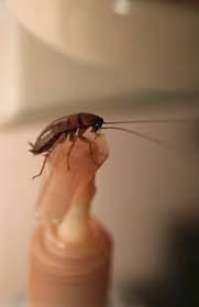 Roaches love dirt and food. How Do Roaches Get Into Homes Howstuffworks