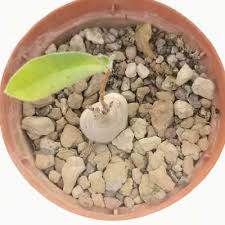 Image result for Raphionacme procumbens