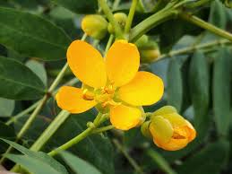 Image result for Senna sophera