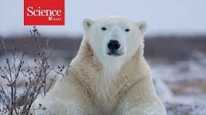 The polar bears and penguins trope as used in popular culture. How Do Whales Penguins And Polar Bears Keep Warm Safe Videos For Kids