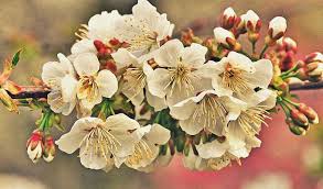 Maybe you would like to learn more about one of these? Beautiful Spring Flower Tree Spring White Hd Wallpaper Peakpx