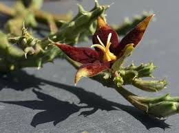 Image result for Piaranthus atrosanguineus