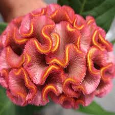 Image result for Celosia nervosa