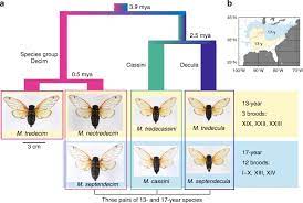 The cicada life cycle has three stages: Triplicate Parallel Life Cycle Divergence Despite Gene Flow In Periodical Cicadas Communications Biology