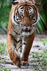 Palm Beach Zoo Downtown West Palm Beach Palm Beach Lifestyle Zoo Coupons