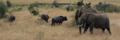 This means less crowded game. Jeep Safaris And Tours Kenya Jeep Safaris Tanzania Jeep Safaris