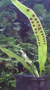 Image result for Lepisorus