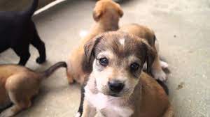The beagador is one of the sweetest breeds you'll find, and they make a great family companion and playmate. Beagle Labrador Puppies Youtube