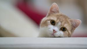 Cat Background Wallpaper Pictures Cute Cat Wallpaper Cat Background Cat Wallpaper
