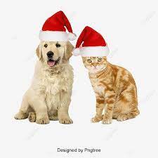 Dogs And Cats Red Dogs Product Kind Pet Png Transparent Clipart Image And Psd File For Free Download Cat Pet Supplies Dog Background Cats