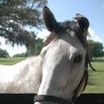 Equine Farm Field Day