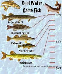 Understanding Gamefish By Temperature Pt 2 Cool Water Fish Fish Freshwater Fish Fishing Tips