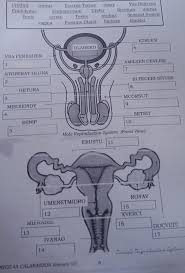 The reproductive organs of female and male are radically different. Learning Task 2 16 Identify The Parts Of A Male Reproductive Organ Based On The Jumbled Letters You Brainly Ph