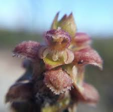 Image result for Satyrium compactum