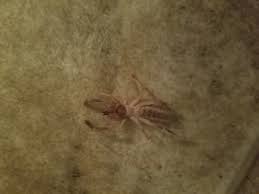 Most of what you read and hear from soldiers in iraq is false. Solifugae Wind Scorpions Or Camel Spiders In Albuquerque New Mexico United States