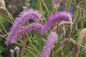 Sanguisorba Hakusanensis Lilac Squirrel Rhs Gardening Woodland Flowers Plants Flower Fairies Books