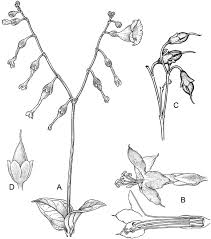 Image result for Chironia laxiflora