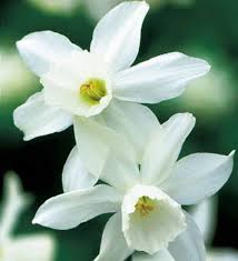 Hyacinths feature a wide range of vibrant. Narcissus Thalia Narcissus Daffodils Bulb Flowers