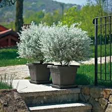 Alternativ können sie zahlreiche dieser sorten auch direkt in den garten aussäen. Kubel Krea Quadratisch 45cm Anthrazit Pflanztopf Pflanzen Blumen Garten Terrasse Kaufen Bei Www 1a Handelsagentur De
