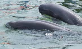 Maybe you would like to learn more about one of these? Yangtze Finless Porpoise Wwf