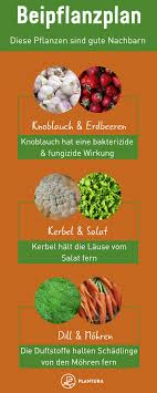 Hochbeet Bepflanzen Fruchtfolge Nutzliche Tipps Fruchtfolge Hochbeet Pflanzen Pflanzen