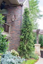 We did not find results for: Spruce Columnar Norway Tree Top Nursery Landscape Inc