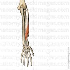 (anatomy) a protuberance above the condyle of a bone to which ligaments or tendons are attached. Epicondyle Anatomy Anatomy Drawing Diagram