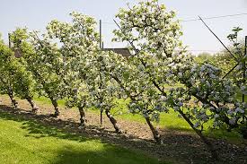 Suppliers and growers of trained fruit trees and bushes. 41 Cordon Apple Trees Ideas Apple Tree Fruit Trees Espalier Fruit Trees