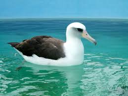 Rare Albatross Set For Release by International Bird Rescue - International  Bird Rescue