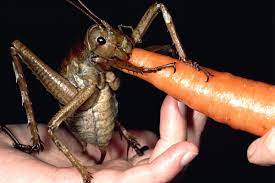Its common name army ant is considered to be the archetype of the species. The Worlds Biggest Insectmark Moffett Discovery Roy Chapman Andrews Society