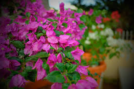 We did not find results for: 25 Best Flowers For Allergy Sufferers